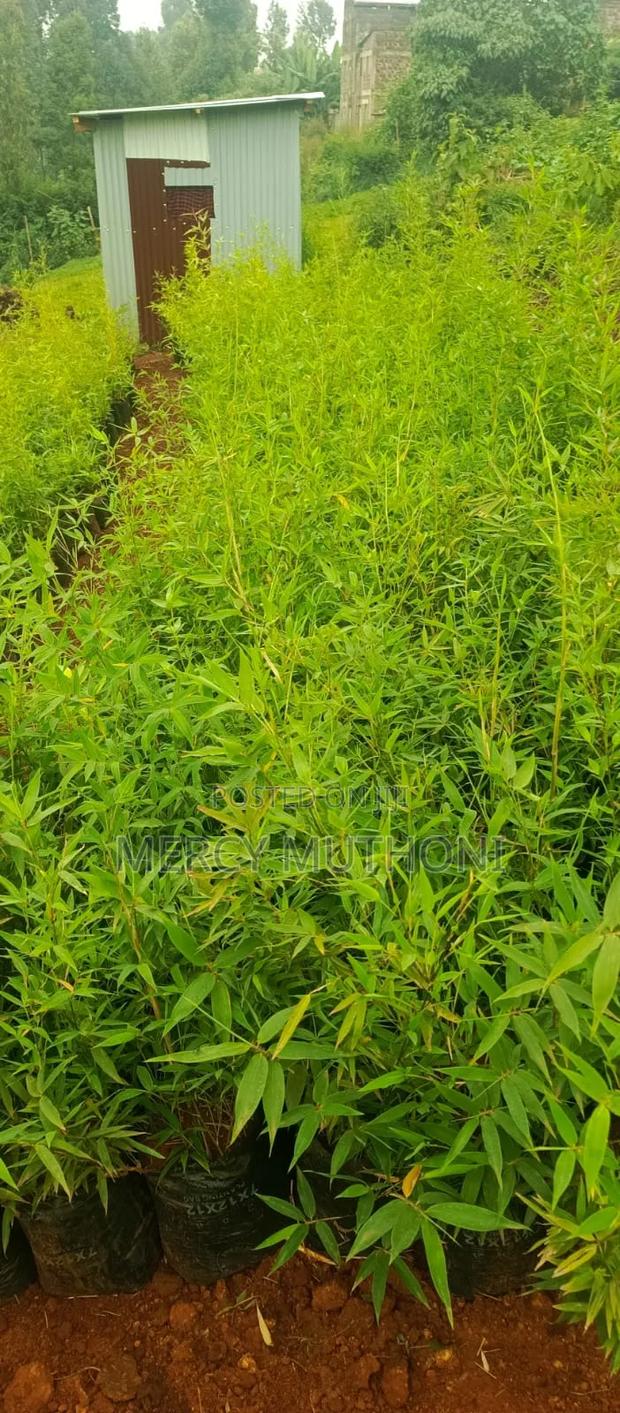 Miniature Bamboo - thumbnail 6