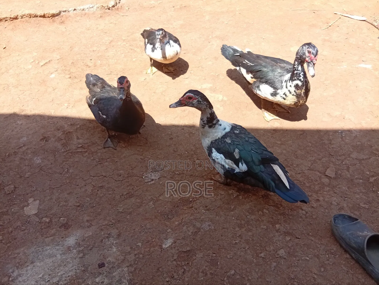Duck (Bata)