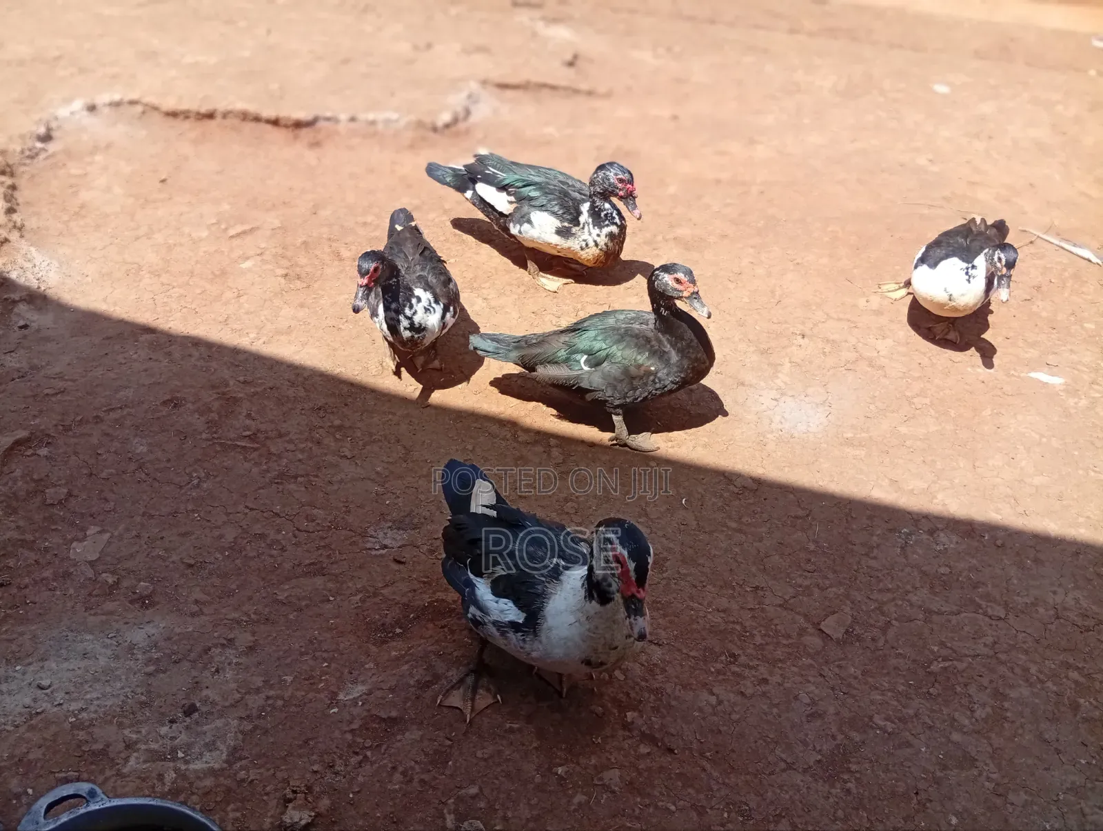 Duck (Bata)