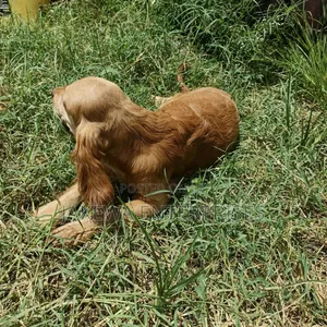 6-12 months Male Purebred English Cocker Spaniel