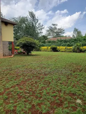 Arabica Grass