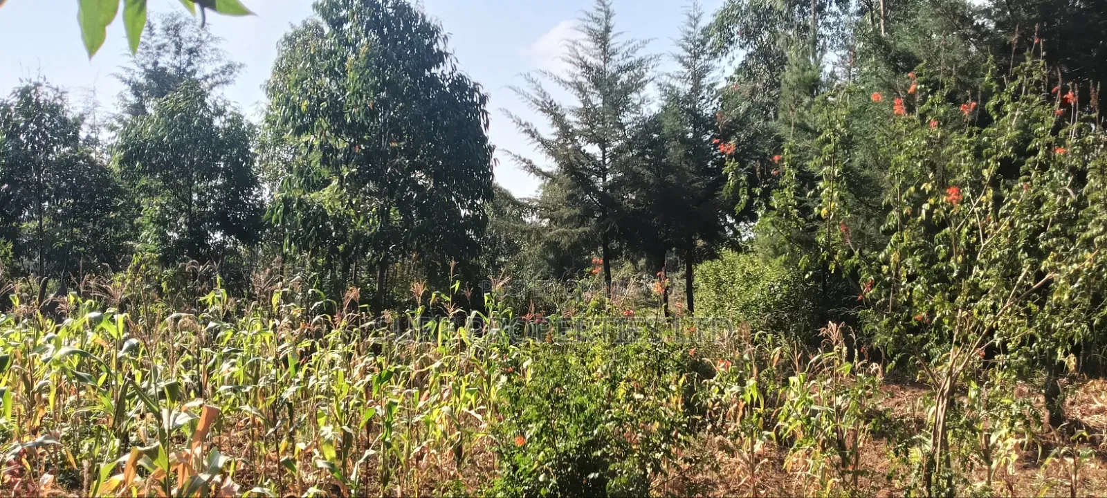 2 Acres Ngoirubi Thigio