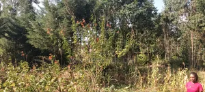 2 Acres Ngoirubi Thigio