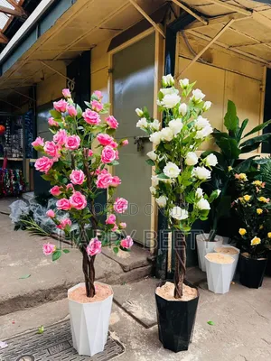 Colourful Plants With Beautiful Roses