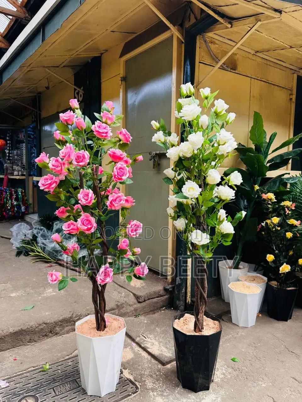 Colourful Plants With Beautiful Roses