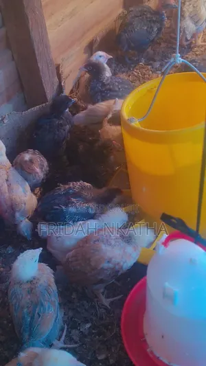 One Month Old Chicks