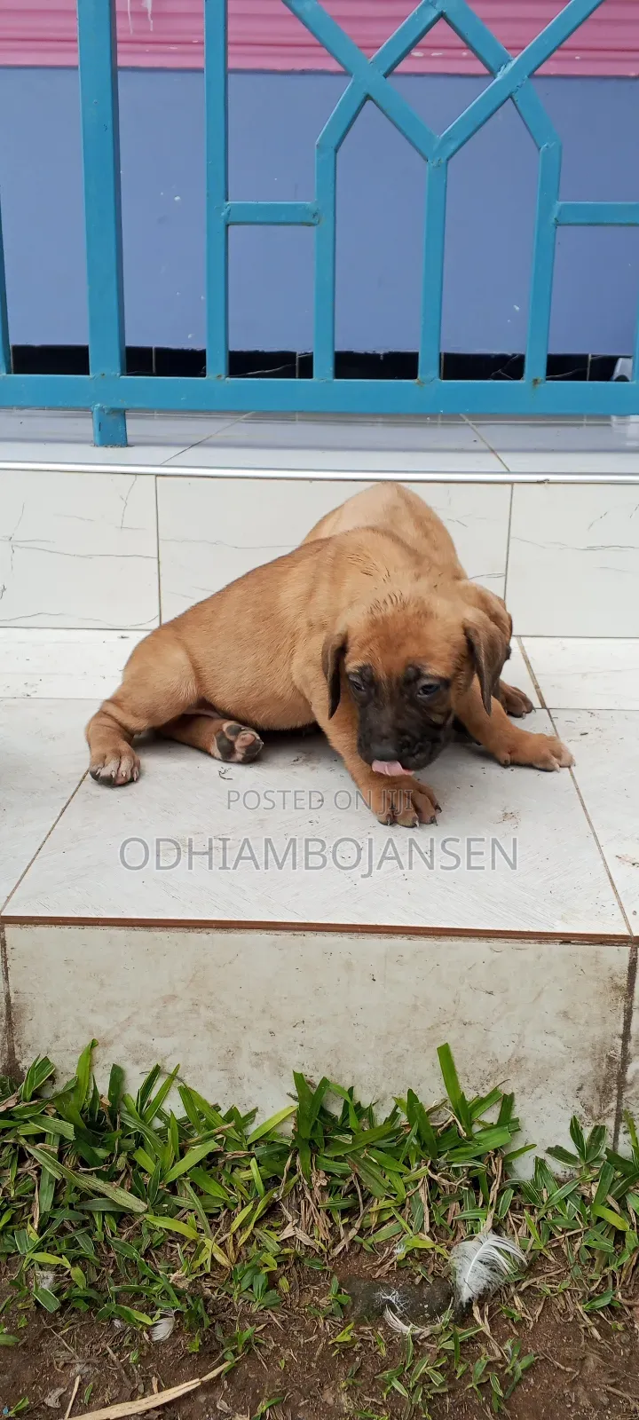 1-3 months Female Purebred Boerboel