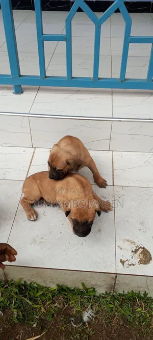 1-3 months Female Purebred Boerboel