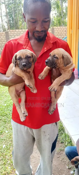 1-3 months Female Purebred Boerboel