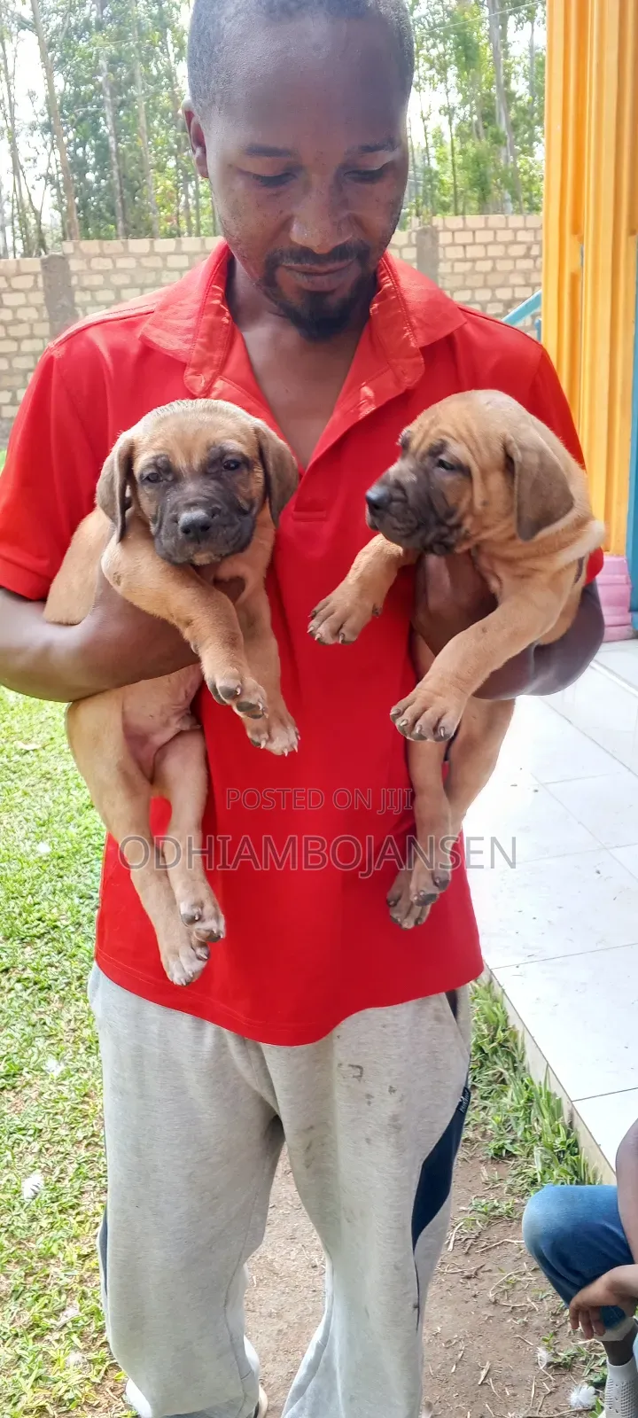 1-3 months Female Purebred Boerboel