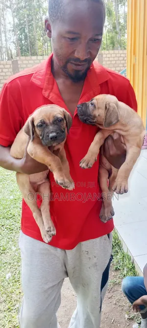 1-3 months Female Purebred Boerboel