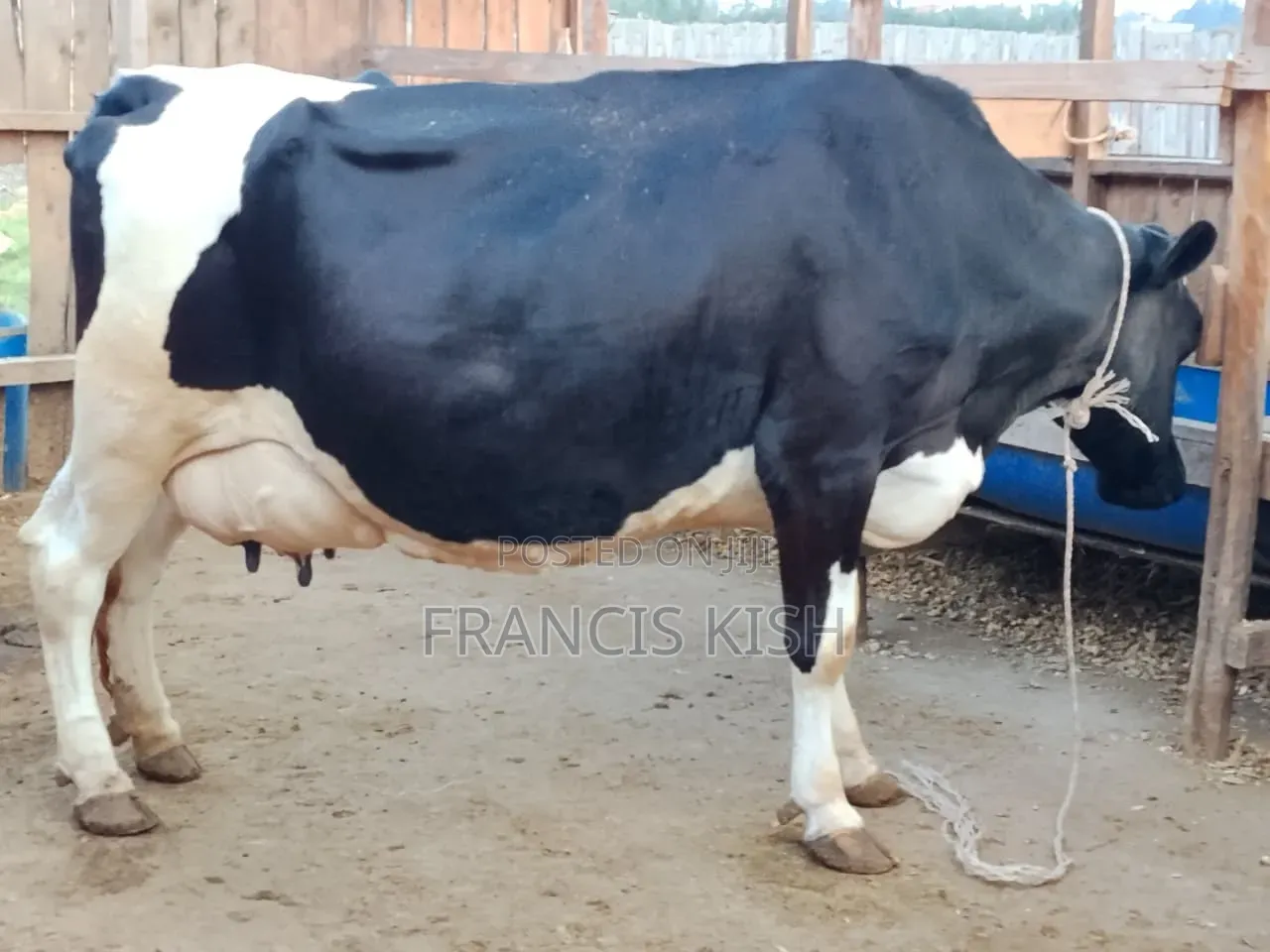 Super Pedigree High Yielders
