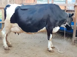 Super Pedigree High Yielders