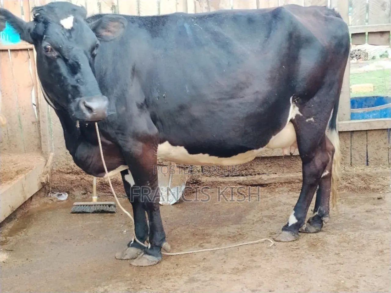 Super Pedigree High Yielders