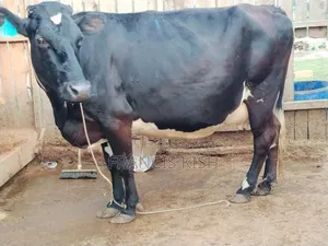 Super Pedigree High Yielders