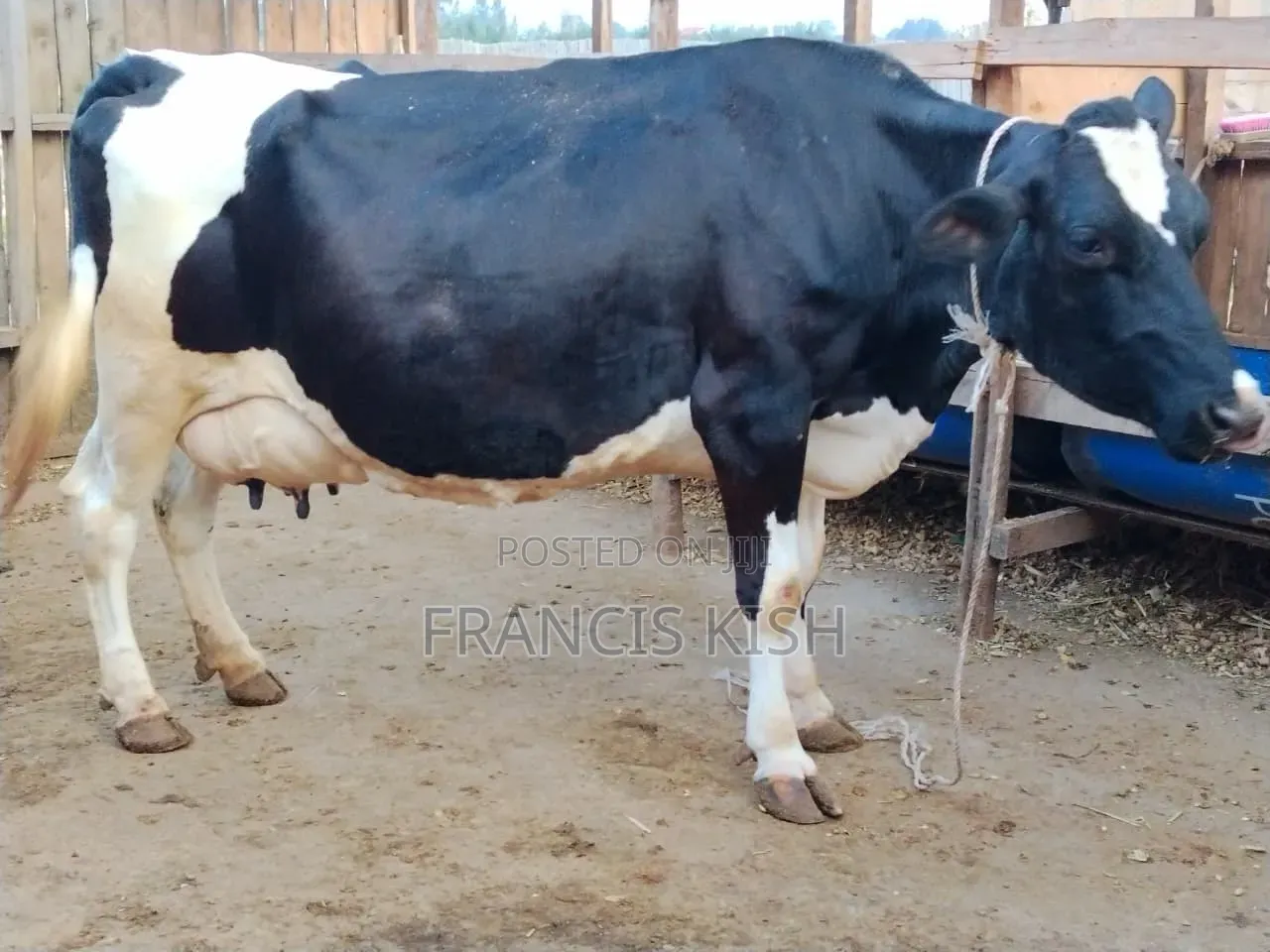 Super Pedigree High Yielders