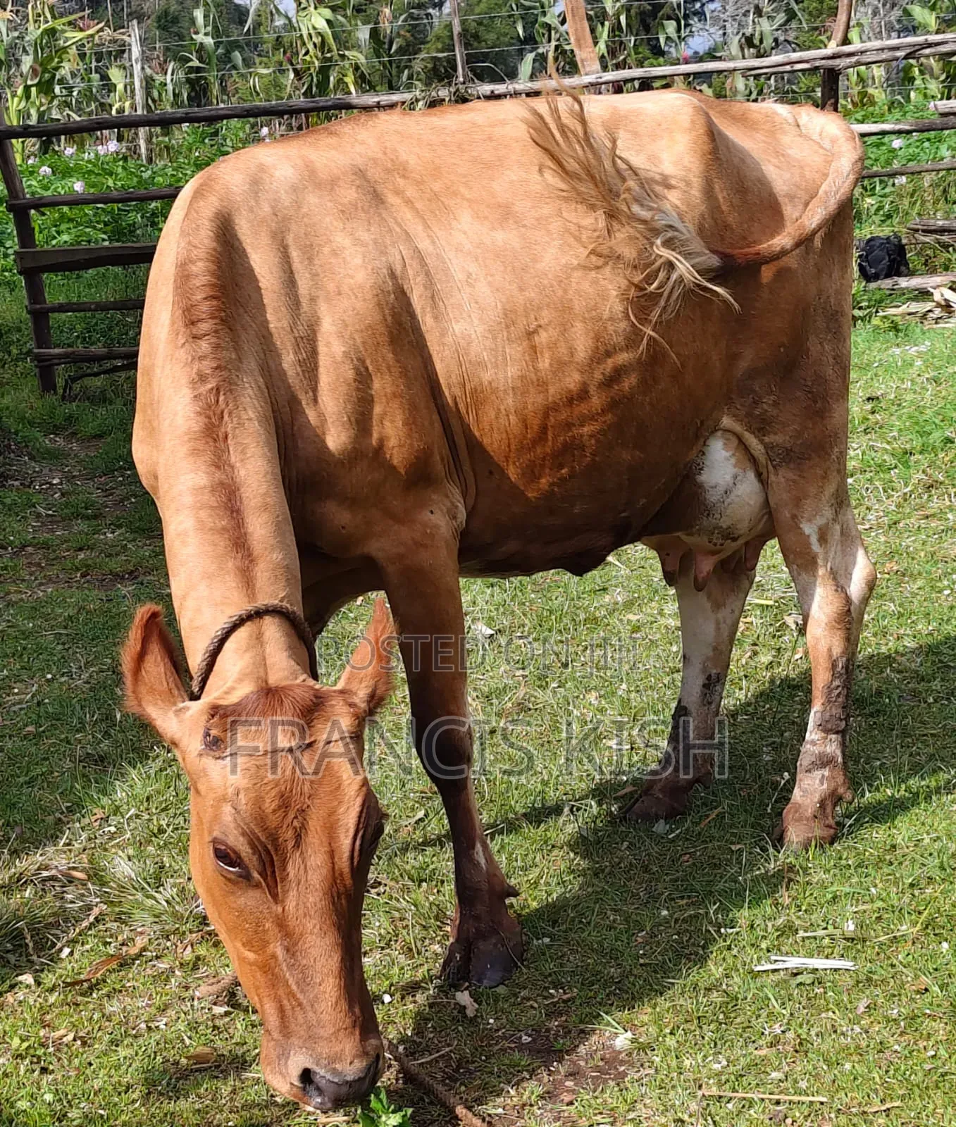 Super Pedigree High Yielders