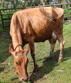 Super Pedigree High Yielders