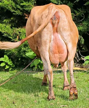 Super Pedigree High Yielders