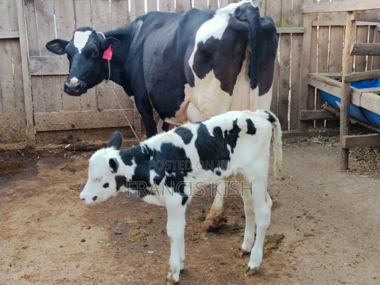 Super Pedigree High Yielders