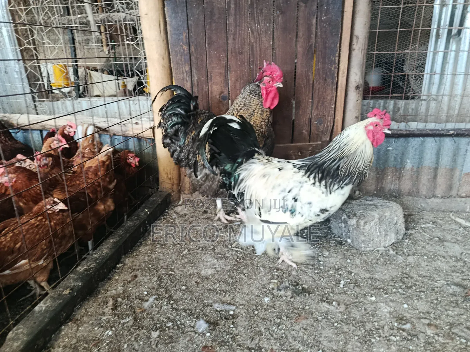 Ornamental Birds