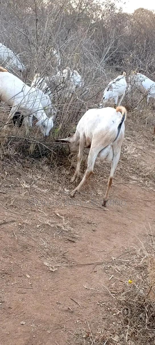 Galla Goat