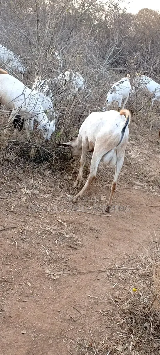 Galla Goat