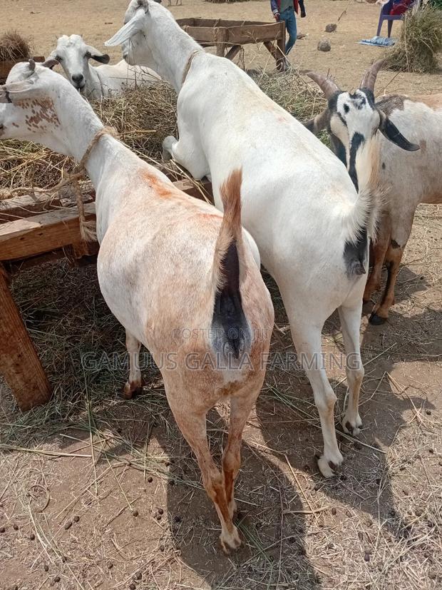Galla Goat - thumbnail 2