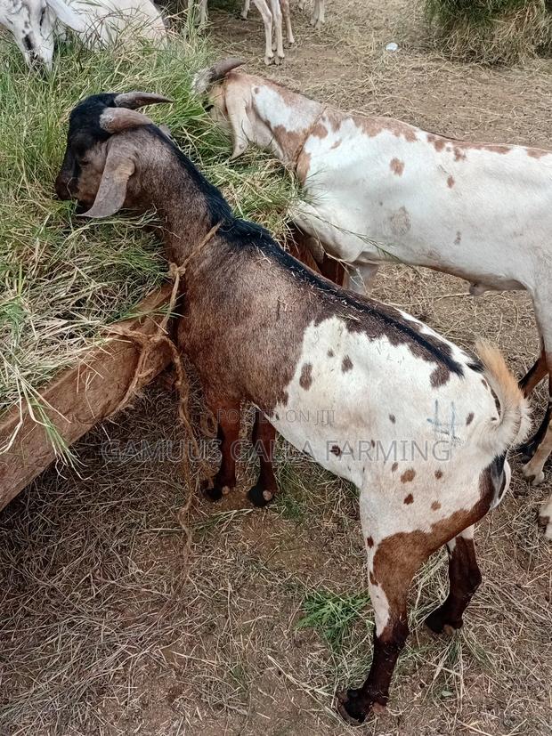 Galla Goat - thumbnail 3