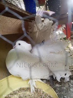 Fantail Pigeon