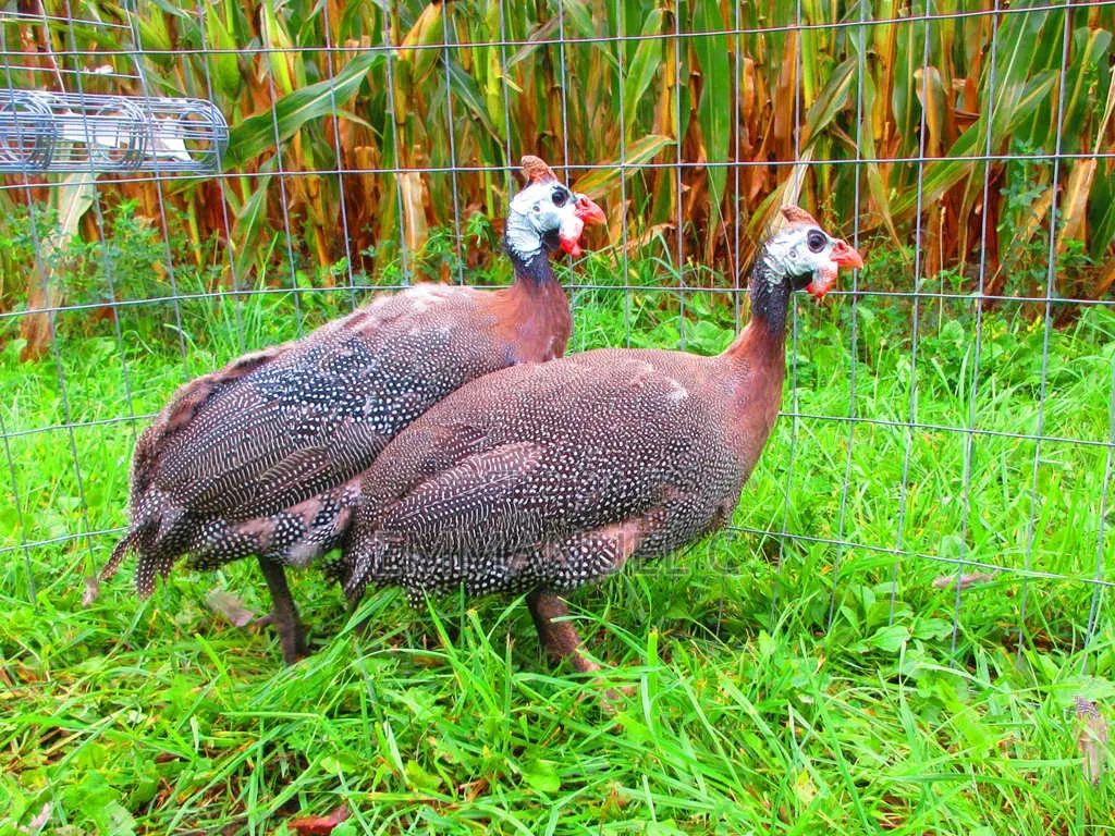 Guinea Fowl