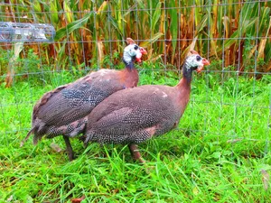Guinea Fowl