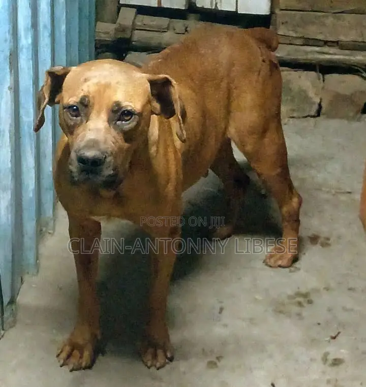 6-12 months Female Purebred Boxer
