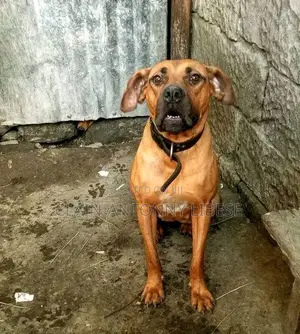 6-12 months Female Purebred Boxer
