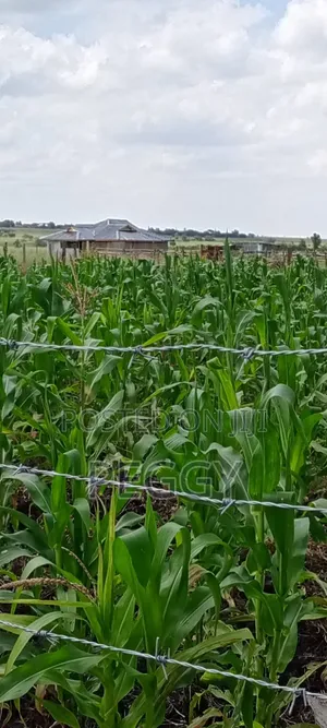 Isinya Paradise Garden Phase 2 Plots for Sale Size 50 X 100