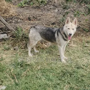 1+ year Female Purebred Siberian Husky