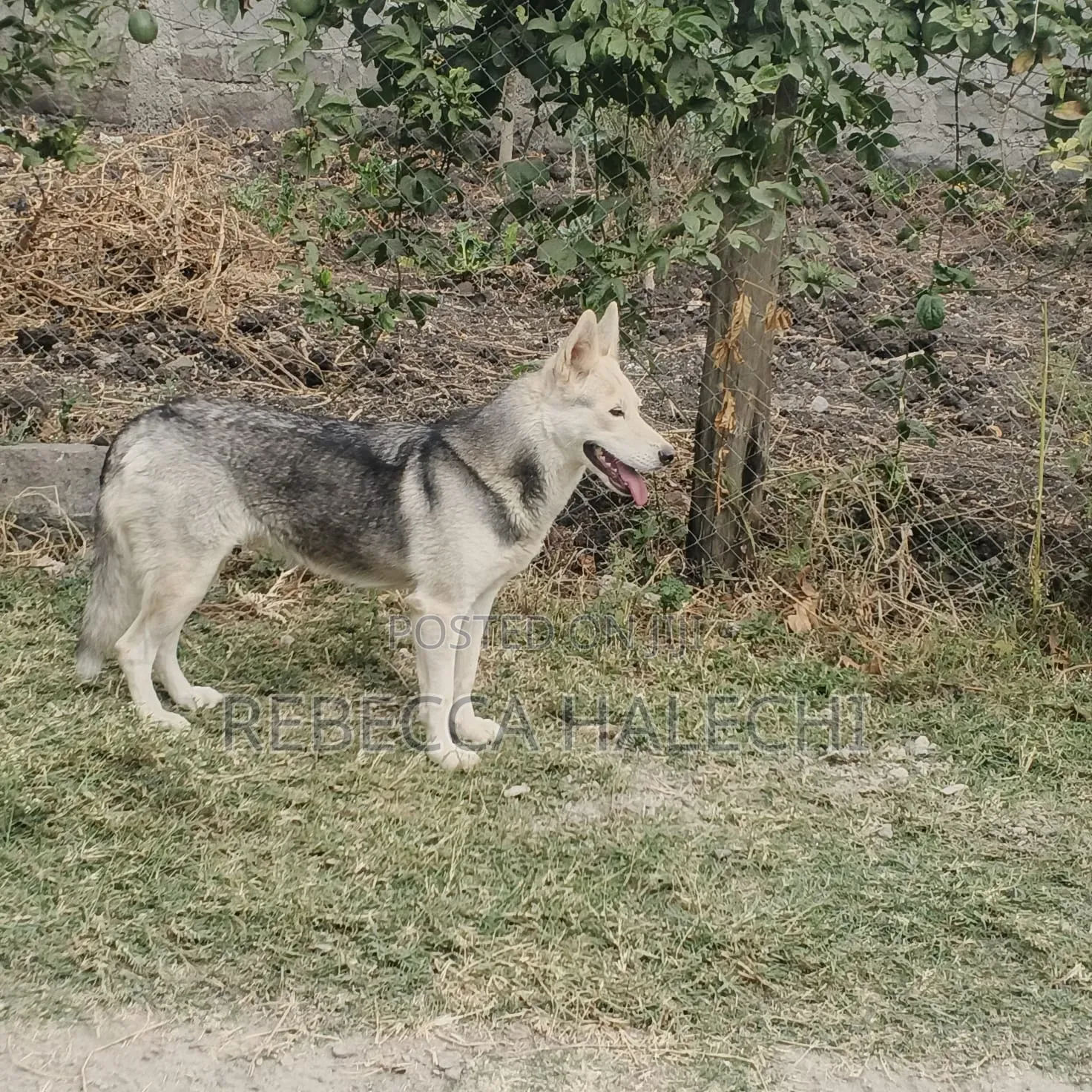1+ year Female Purebred Siberian Husky