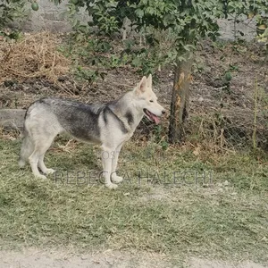 1+ year Female Purebred Siberian Husky