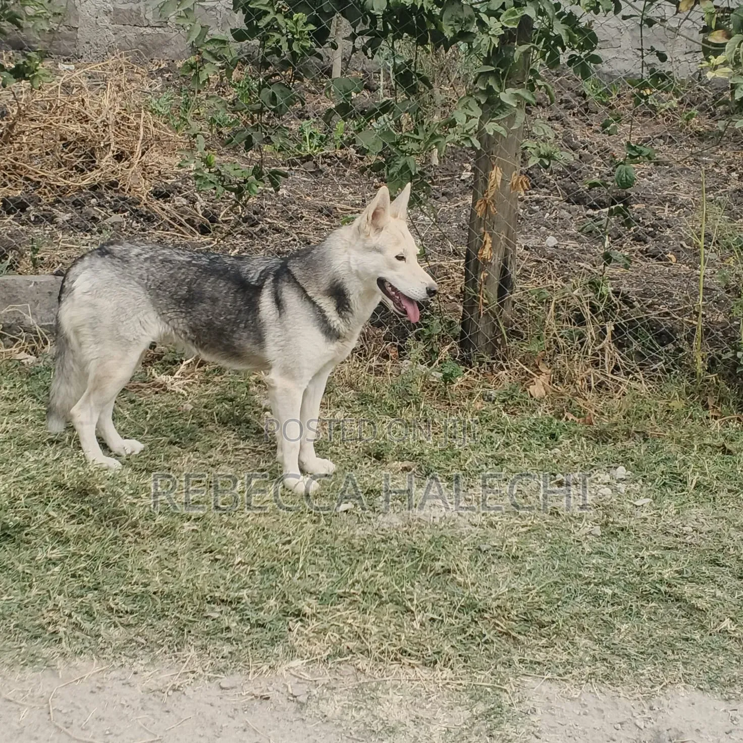 1+ year Female Purebred Siberian Husky