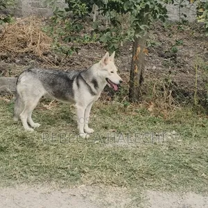 1+ year Female Purebred Siberian Husky