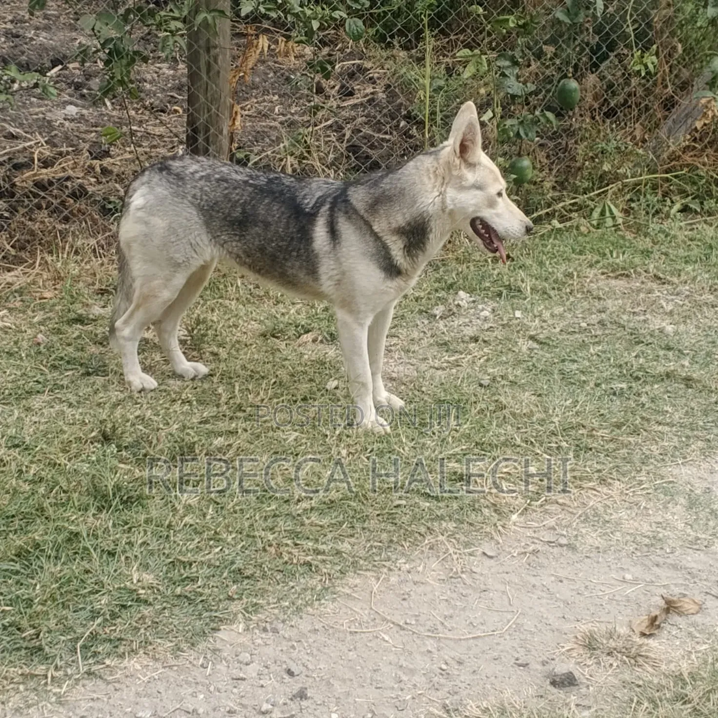 1+ year Female Purebred Siberian Husky