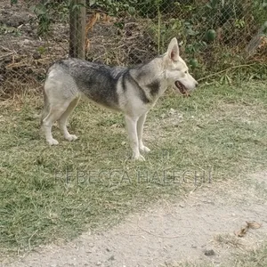 1+ year Female Purebred Siberian Husky