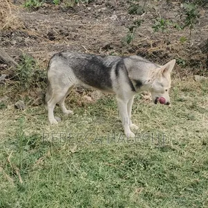 1+ year Female Purebred Siberian Husky