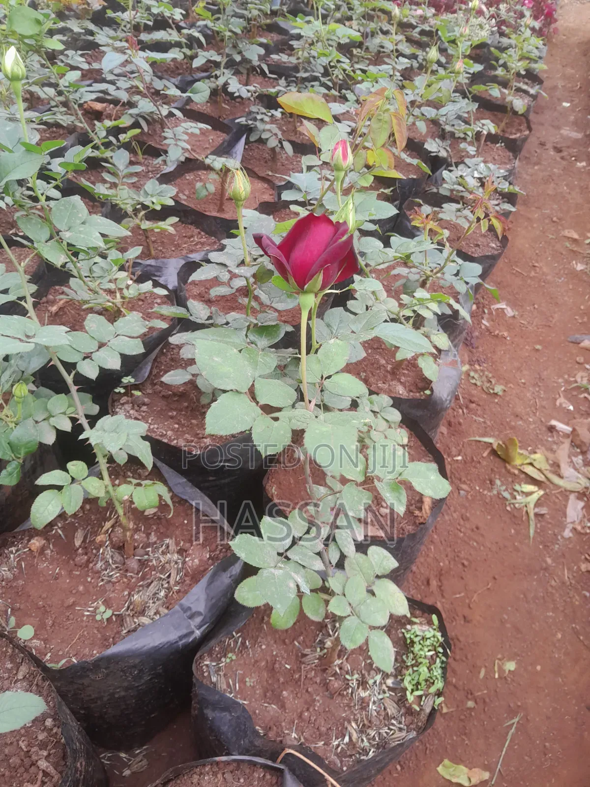 Flowers and Plants for Sale