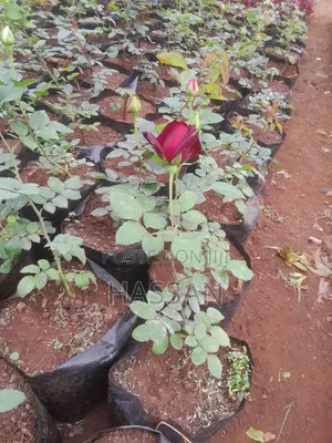 Flowers and Plants for Sale