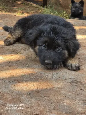 1-3 months Male Purebred German Shepherd