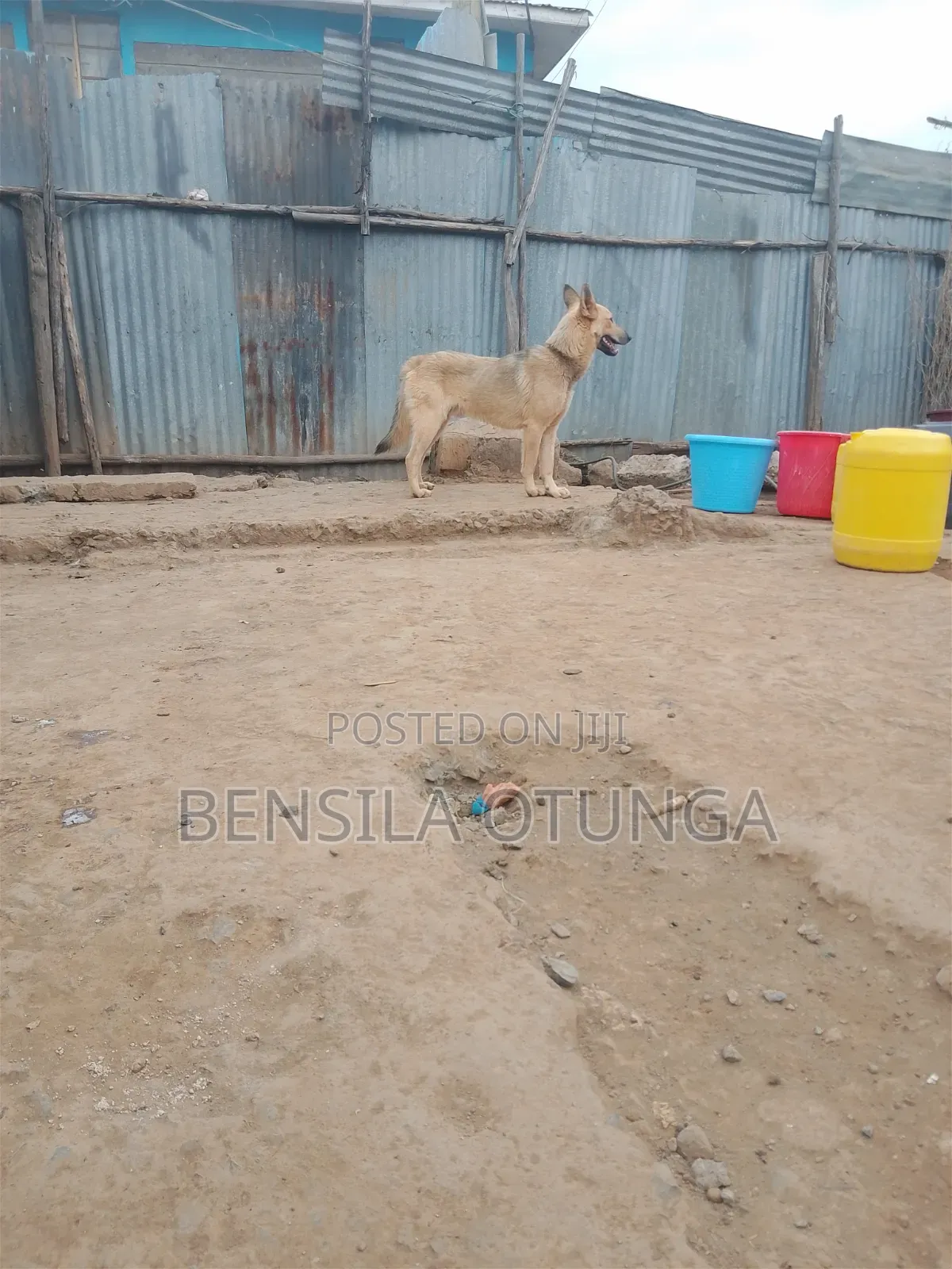 6-12 months Male Mixed Breed German Shepherd