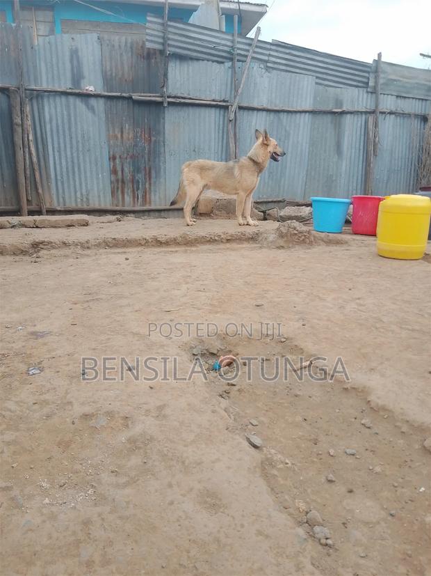 6-12 months Male Mixed Breed German Shepherd