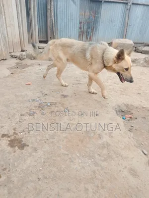 6-12 months Male Mixed Breed German Shepherd