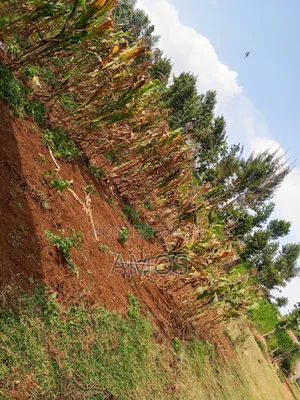 A Full 1⁄8ac Plot Sale in a Middle Class Area of Limuru Kamirithu